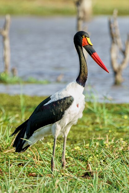 Female Saddle billed stork