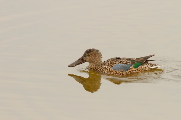 Free Photo female shoveler duck swimming at a lake