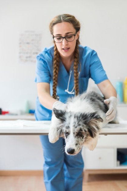 Female veterinarian examining sick dog lying on table in clinic