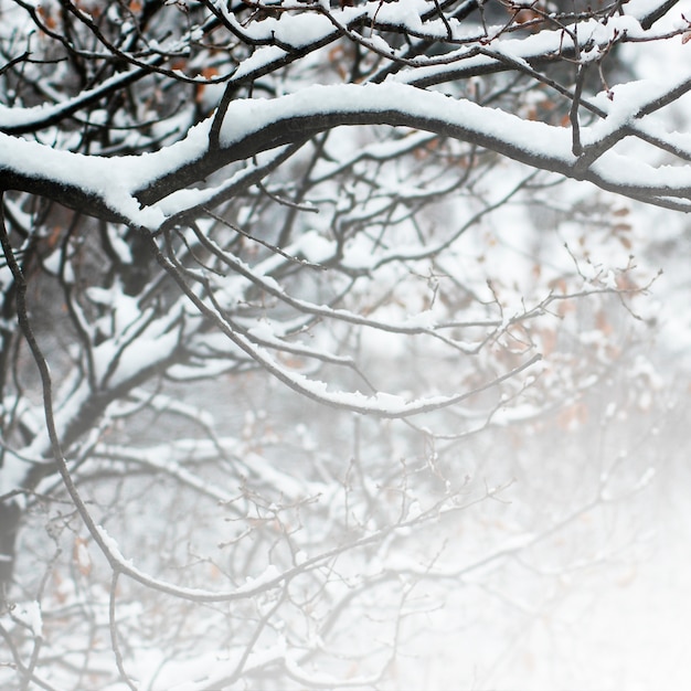 Free photo fence grey thorns snowy barbed wire