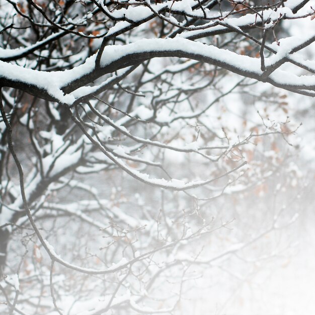 fence grey thorns snowy barbed wire