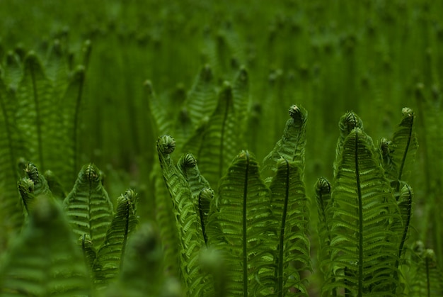 Fern background