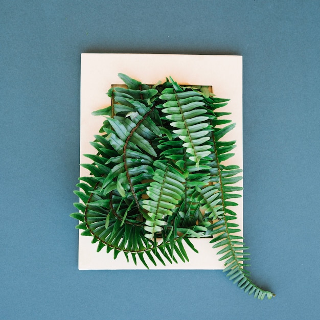 Free photo fern in frame