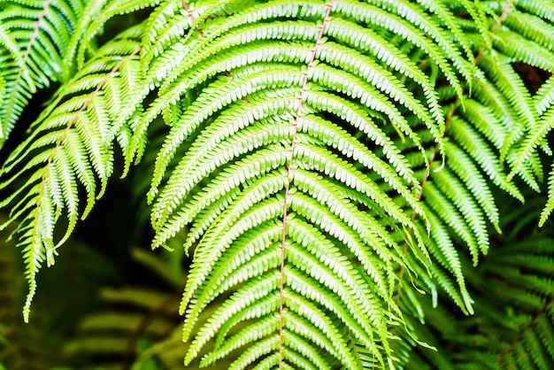 Fern leaf 