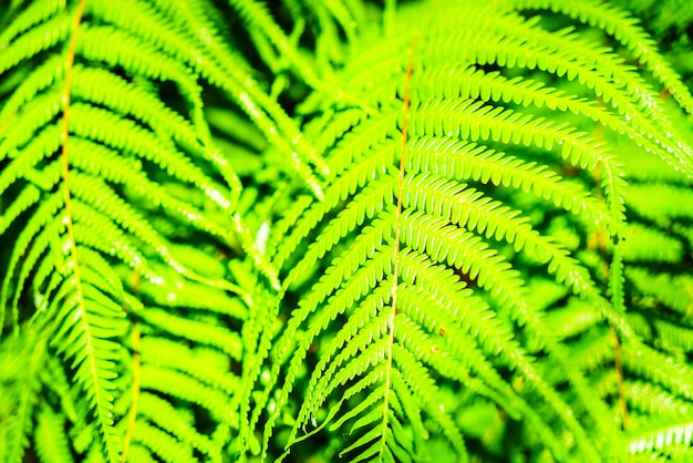 Fern leaf 