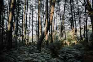 Free photo fern and trees growing in forest during sunny day