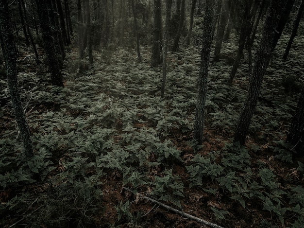 Free photo ferns growing in dense forest