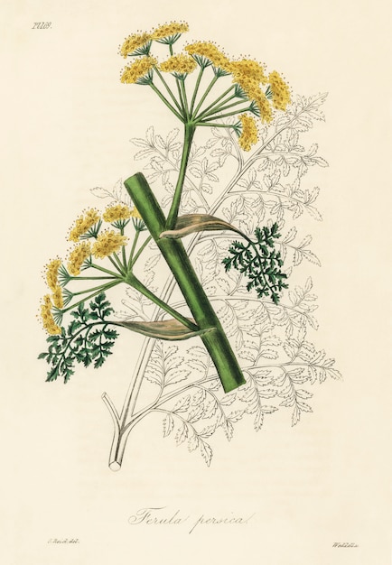 Free photo ferula persica illustration from medical botany (1836)