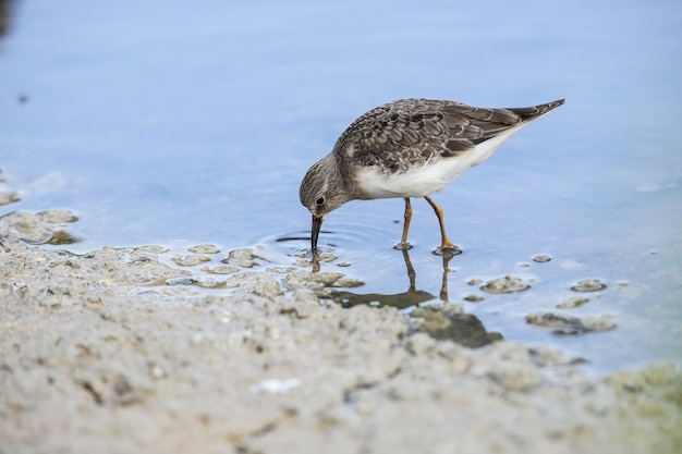 Free photo fforaging temminck;s stint calidris temminckii