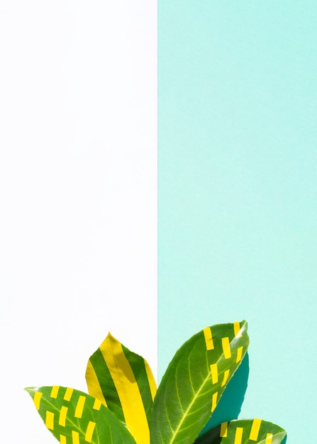 Free photo ficus leaves with contrasted copy space background