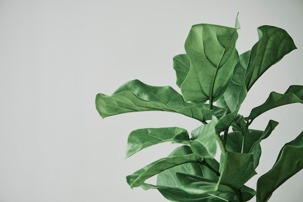 Fiddle leaf fig plant background on gray