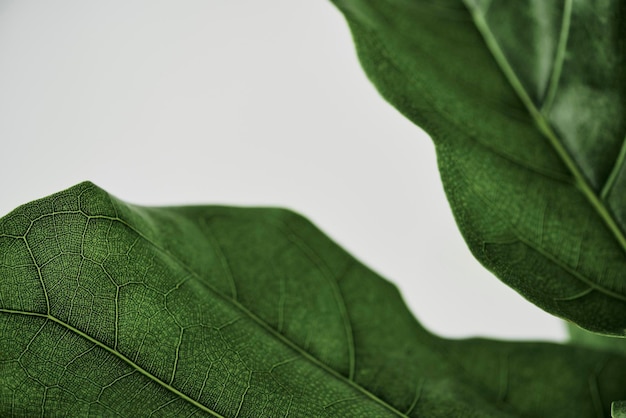 Fiddle leaf fig plant background