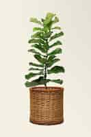 Free photo fiddle leaf fig plant in a pot