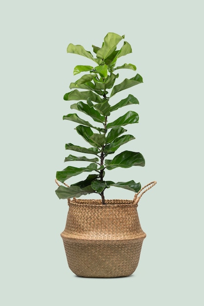 Fiddle leaf fig plant in a pot