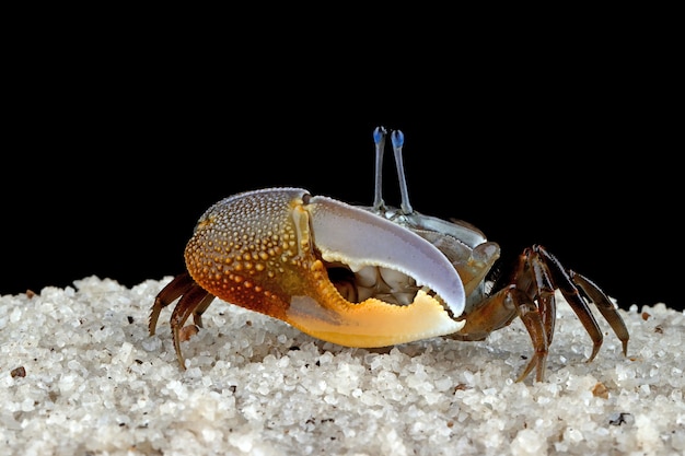 Free photo fiddler crab closeup on black background comando crab uca vocans closeup yellow violin crab