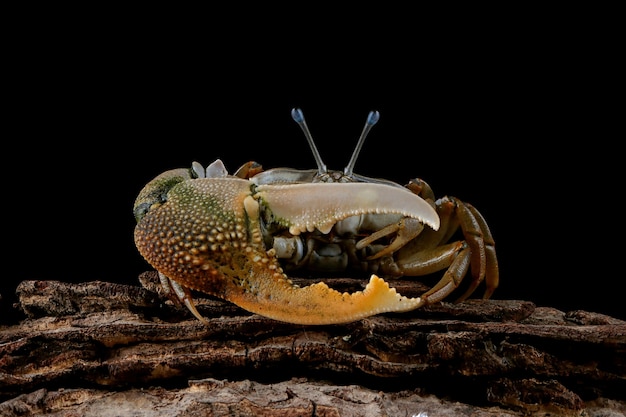 Free Photo fiddler crab closeup on black wall comando crab ocypodidae closeup yellow violin crab