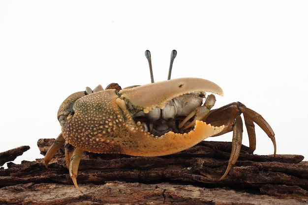 Free photo fiddler crab closeup on white background