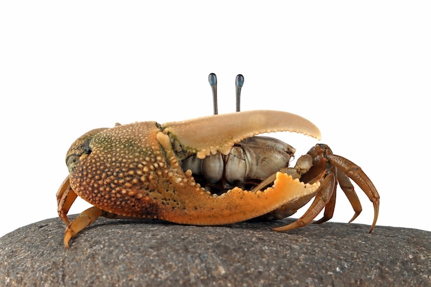 Free photo fiddler crab closeup on white background