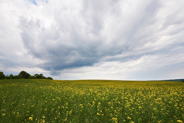 Field of bright yellow rapeseed in spring.