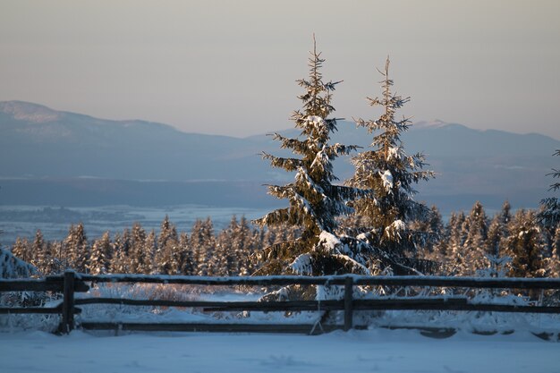 Field covered in evergreens and snow with mountains under sunlight