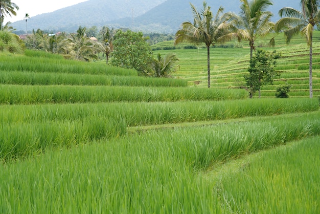 Field covered in the grass and palm trees surrounded by hills under the sunlight at daytime