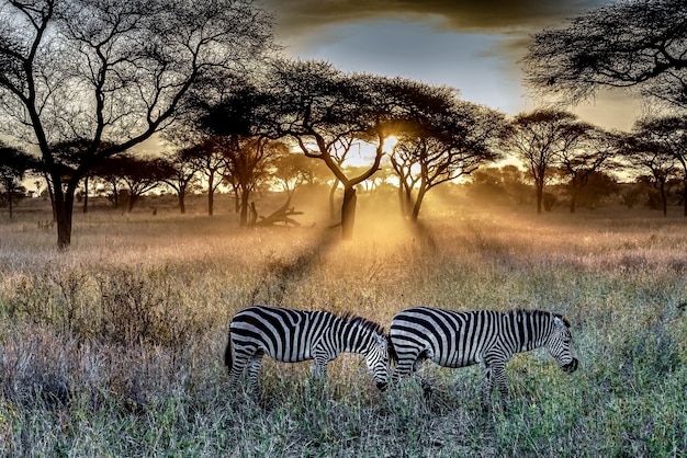 Free photo field covered in the grass and trees surrounded by zebras under the sunlight during the sunset