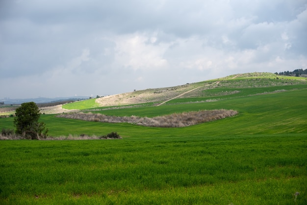 Field covered in greenery under a cloudy sky and sunlight at daytime