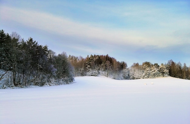 Free photo field covered in the snow surrounded by greenery under the sunlight in larvik in norway