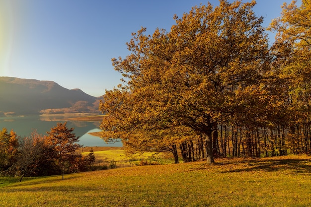 Field covered in trees and dried leaves with a lake on the scene under the sunlight in autumn