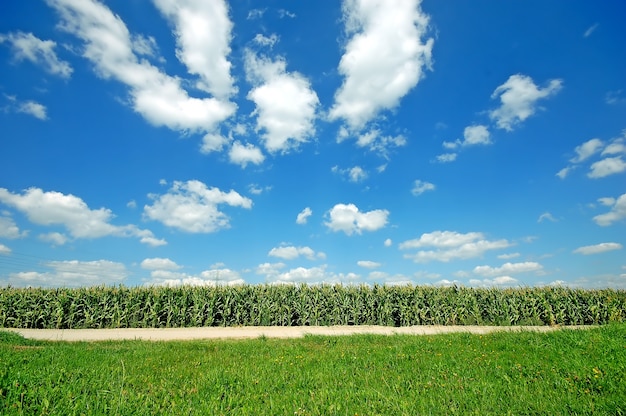 Free photo field crops with a sky with clouds