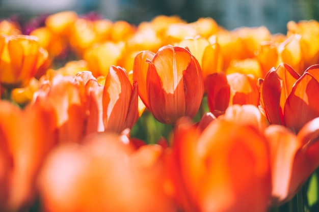 Free Photo a field of fiery orange tulips in the rays of summer bright daylight