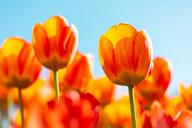 A field of fiery orange tulips in the rays of summer bright daylight