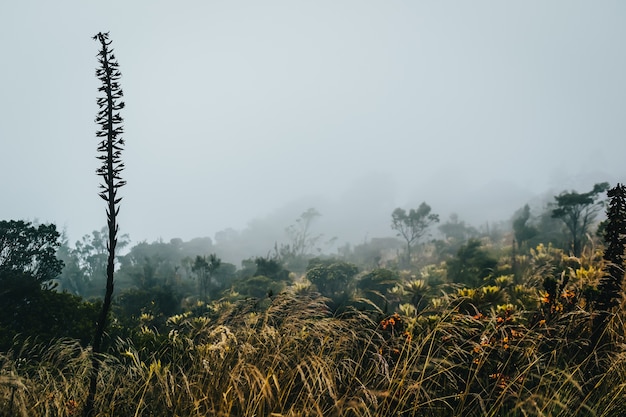 Field full of different wildflowers and a foggy sky