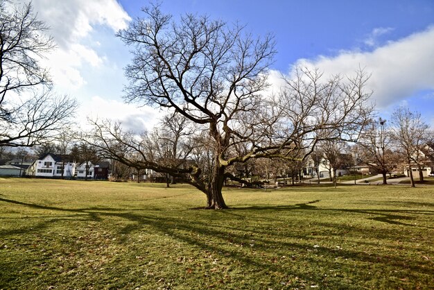 Field full of trees with no leaves and green grass during spring