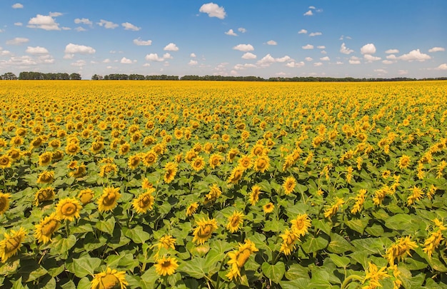 Field of sunflowers Aerial view of agricultural fields flowering oilseed