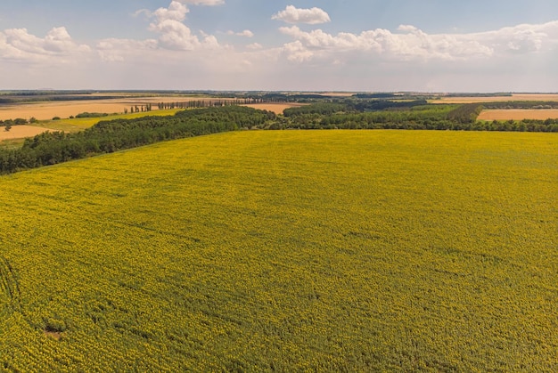 Field of sunflowers Aerial view of agricultural fields flowering oilseed