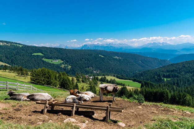 Field surrounded by calves and mountains covered in forests under the sunlight at daytime