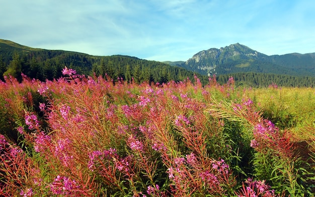 Field with beautiful flowers