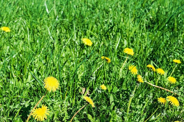 Free photo field with blooming dandelions northern nature green spring field with lush grass and sunlight with copy space natural green landscape plants fresh wallpaper idea as background