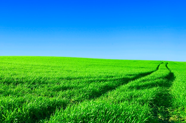 Field with blue sky