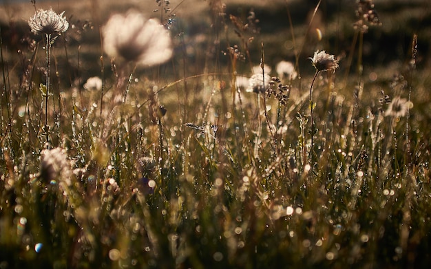 Free Photo field with dry flowers on a blurred background