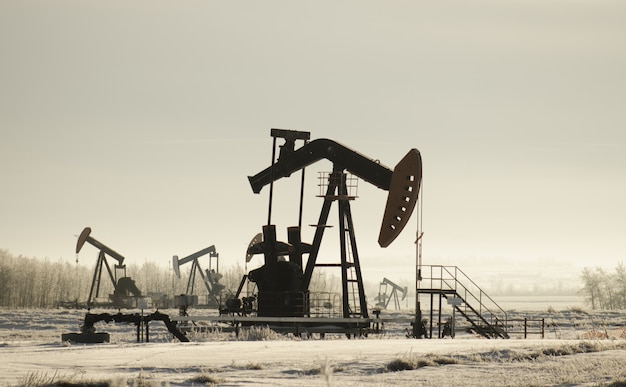 Field with oil pump jacks surrounded by greenery under sunlight