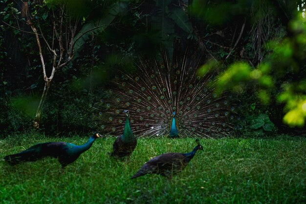 Field with Peafowls on it surrounded by trees and grass under sunlight