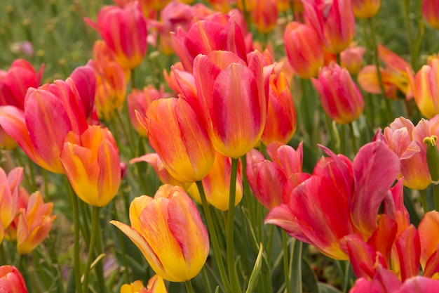 Free photo field with pink tulips.