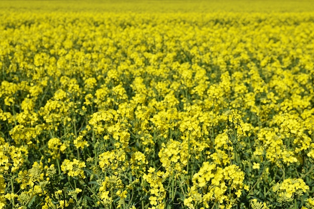 Field with rape (Brassica napus) (Brassica napus)