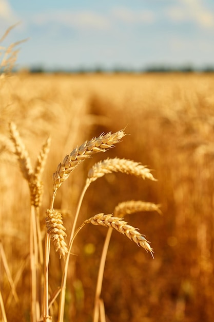 Free photo field with spikelets close up background with wheat spikelets