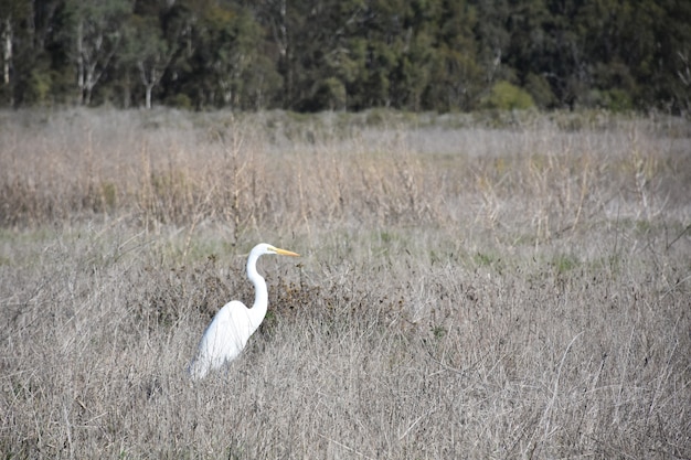 Free photo field with a stunning profile of a great white egret.