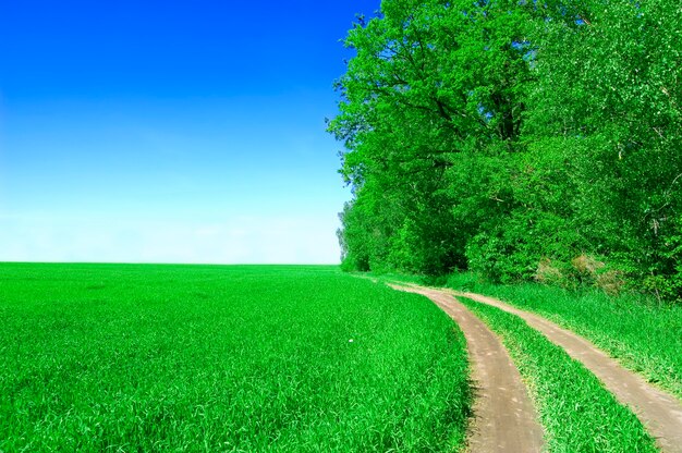 Field with trees and dirt way