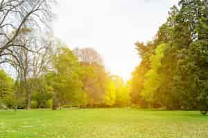 Free photo field with trees and sunset