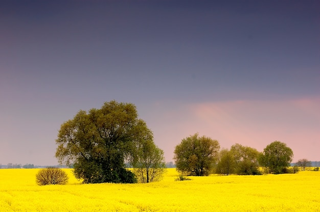 Free photo field of yellow flowers with trees